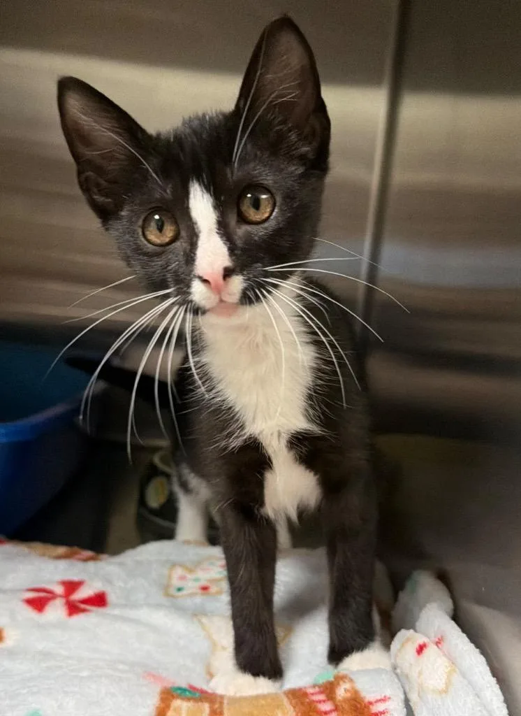 A baby small-sized female Domestic Short Hair cat named Vela for adoption in Ocala, FL