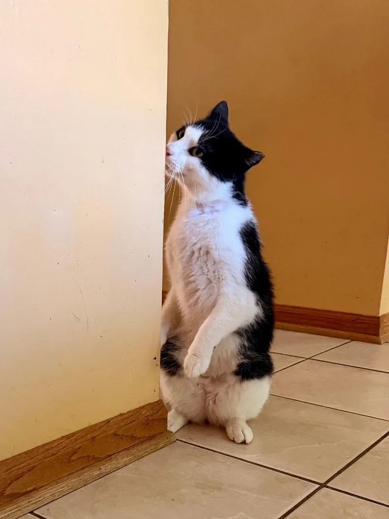Tux thumbnail 5