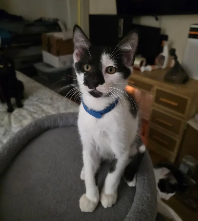 A baby medium-sized male Black Domestic Short Hair cat named Cairo for adoption in Dartmouth, MA