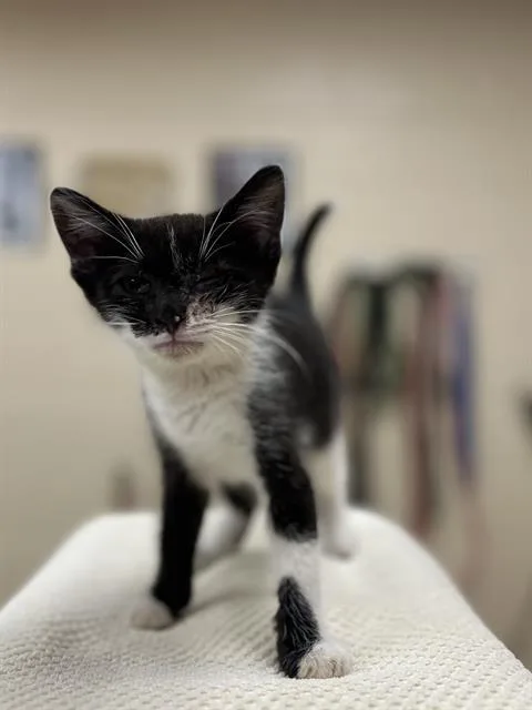 A baby small-sized male Domestic Short Hair cat named Sesame for adoption in Aliquippa, PA