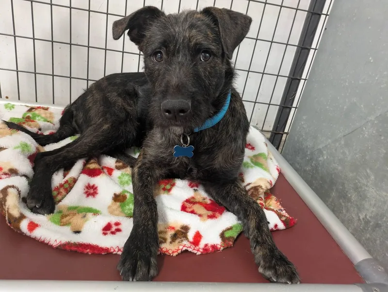 A young medium-sized female Black Terrier dog named Harriet for adoption in Cedar Rapids, IA