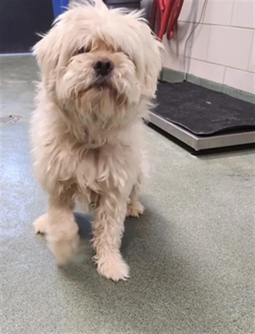 An adult small-sized male Mixed Breed dog named Jushy for adoption in Santa Fe, NM