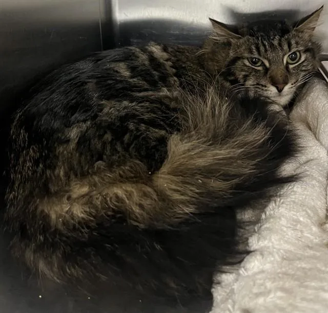 An adult medium-sized male Domestic Medium Hair cat named Scorpion for adoption in Upper Marlboro, MD