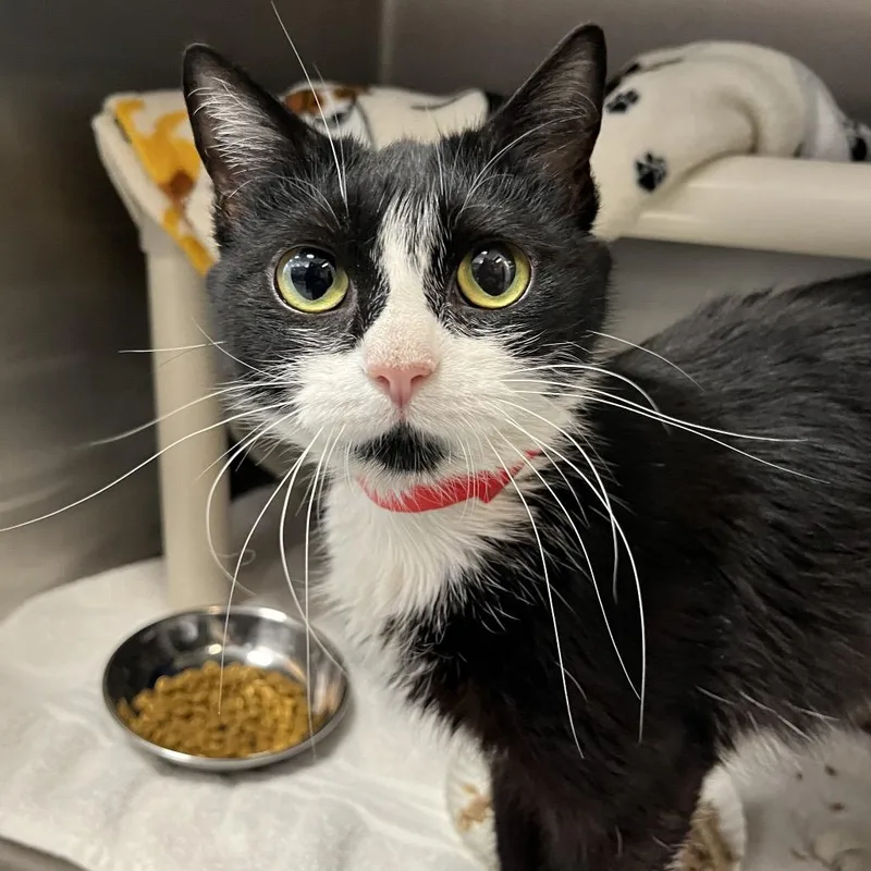 An adult medium-sized female Black Domestic Short Hair cat named Cleo for adoption in Fort Wayne, IN