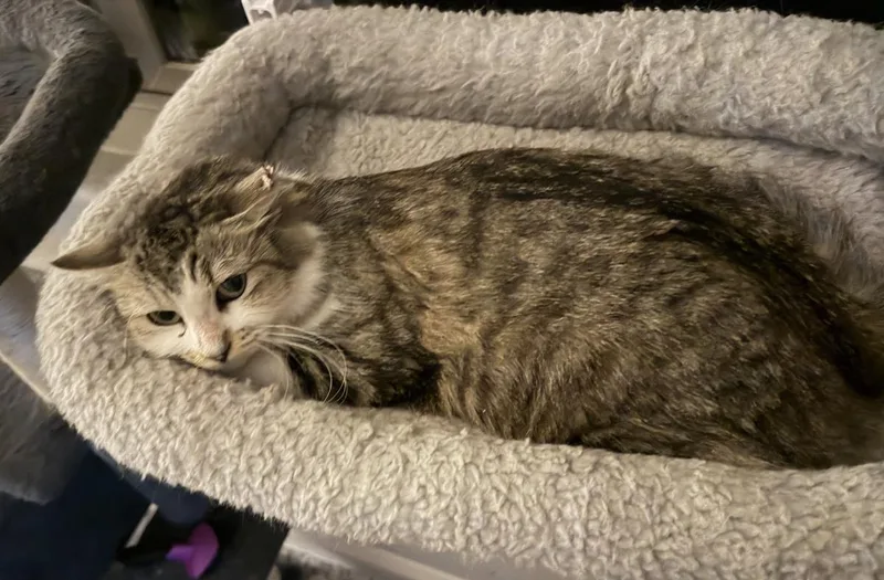 An adult medium-sized female Brown / Chocolate Domestic Medium Hair cat named Bella Sunshine for adoption in Chandler, AZ