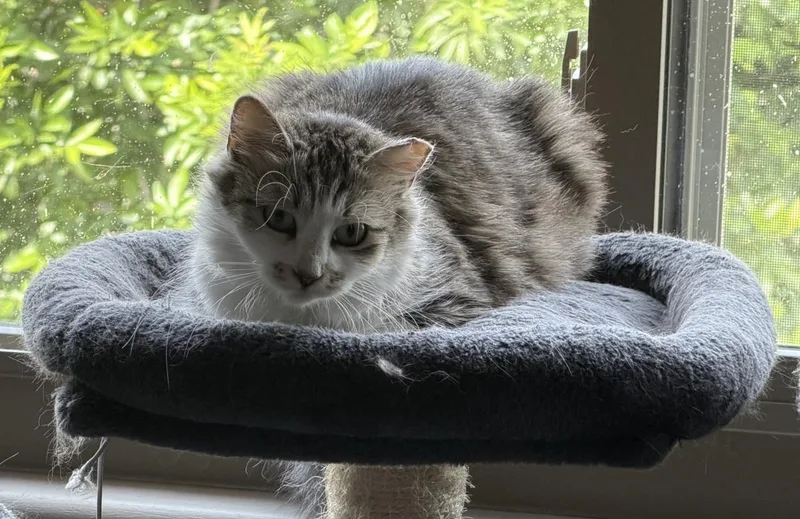 Bella Sunshine thumbnail 2