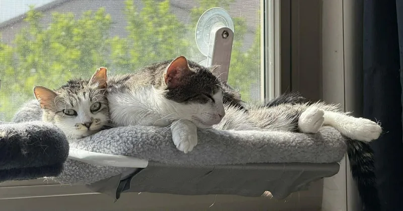 Bella Sunshine thumbnail 3