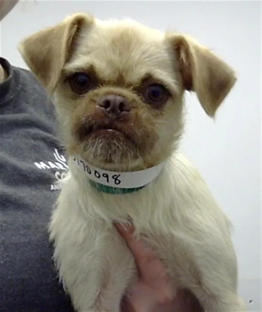 A young small-sized female Pug dog named Snap Pea for adoption in Mesa, AZ