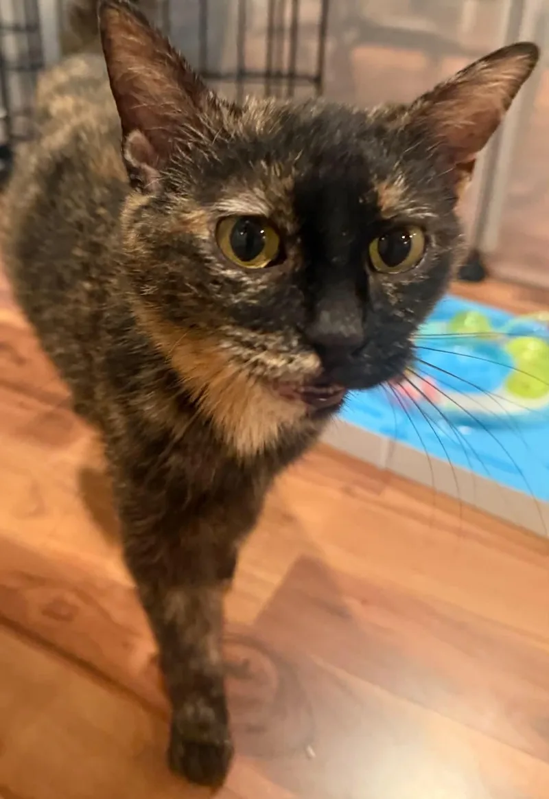 A young medium-sized female Tortoiseshell Domestic Short Hair cat named Samantha for adoption in Crossville, TN