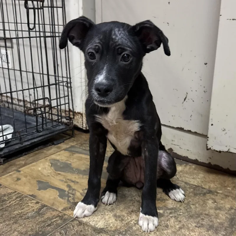 A baby medium-sized female Black Labrador Retriever dog named Citgo for adoption in Columbia, SC