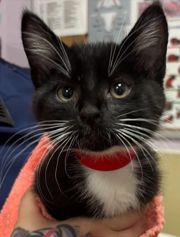 A baby small-sized female Domestic Short Hair cat named Fire for adoption in Vancouver, WA
