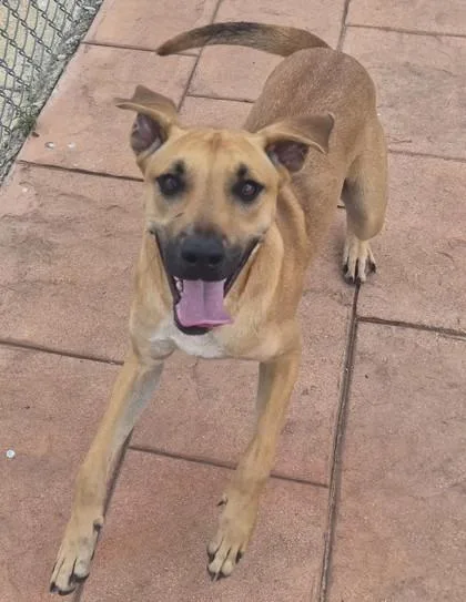 An adult large-sized male Rhodesian Ridgeback dog named Gumby for adoption in Shreveport, LA