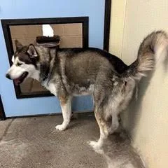 Balto