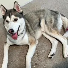 Balto thumbnail 2