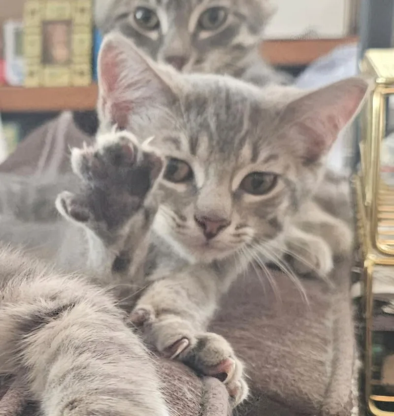 A baby medium-sized female Tabby (Gray / Blue / Silver) Tabby cat named Short Stack for adoption in Springfield, OR