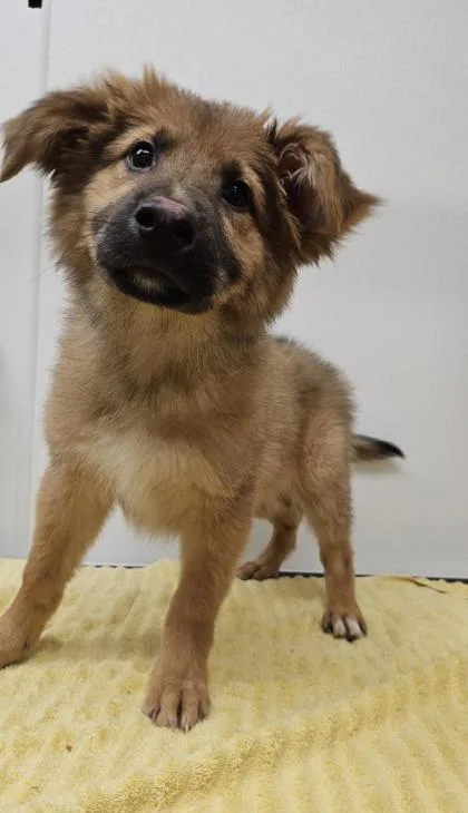 Pumpernickel thumbnail 2