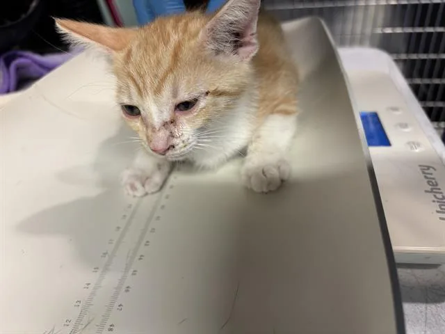A baby small-sized male Domestic Short Hair cat named Elmer for adoption in Grand Prairie, TX
