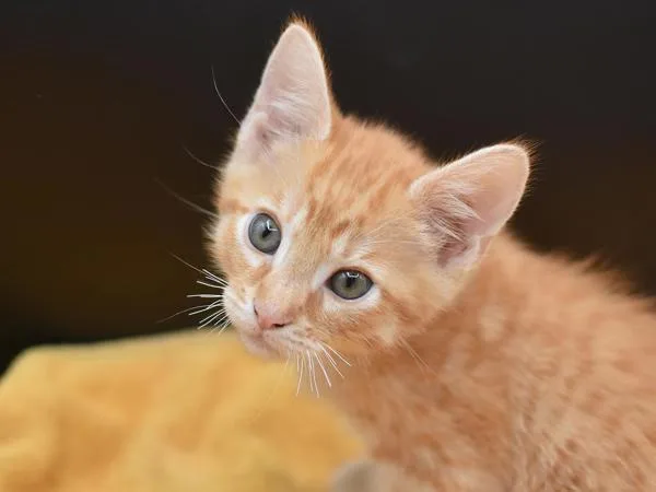 A baby small-sized male Domestic Short Hair cat named Carnelian for adoption in Portland, OR