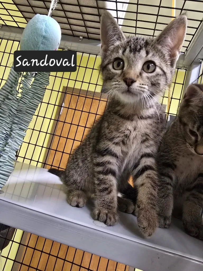 A baby small-sized female Domestic Short Hair cat named Sandoval for adoption in Maumelle, AR