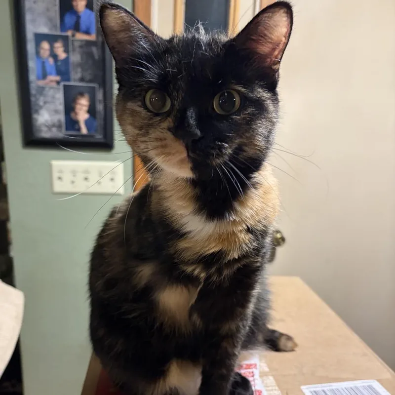 An adult large-sized female Tortoiseshell Domestic Short Hair cat named Angel for adoption in Rochester, MN