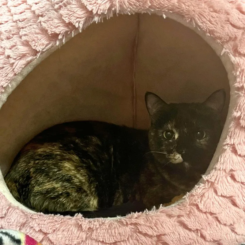 An adult small-sized female Tortoiseshell Domestic Short Hair cat named Tostada for adoption in Los Angeles, CA