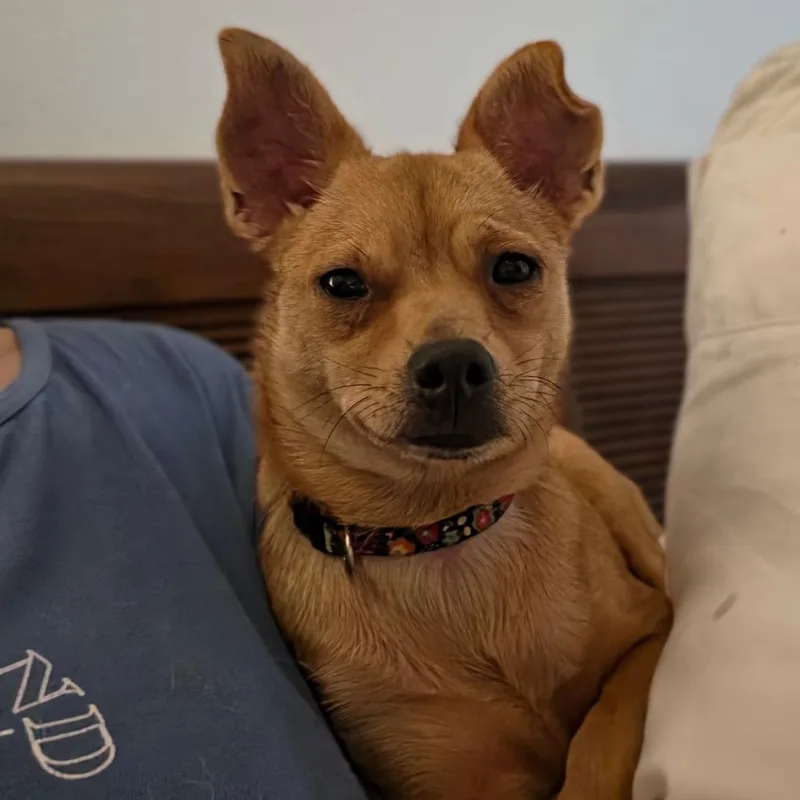 An adult small-sized female Red / Chestnut / Orange Chihuahua dog named Callejera for adoption in Kissimmee, FL