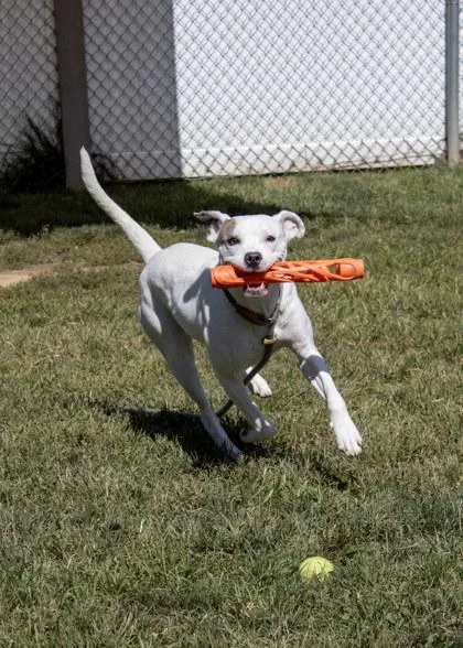 An adult medium-sized female Mixed Breed dog named Mei for adoption in Fallston, MD