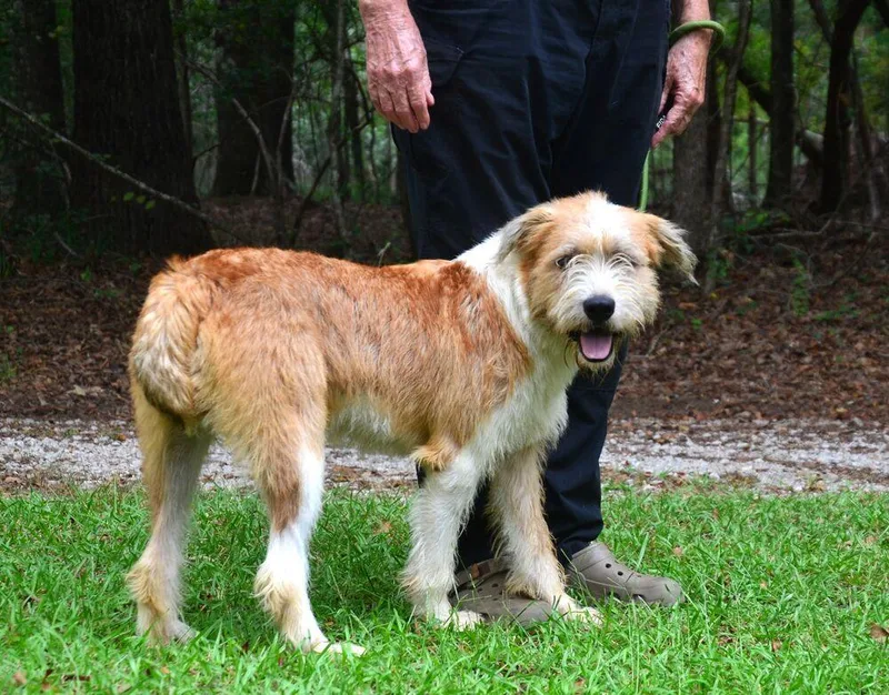 A young large-sized male Terrier dog named Henry for adoption in Willingboro, NJ
