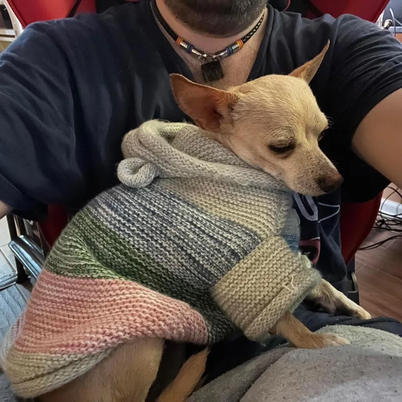 A young small-sized female White / Cream Chihuahua dog named Crawford for adoption in Chicago, IL