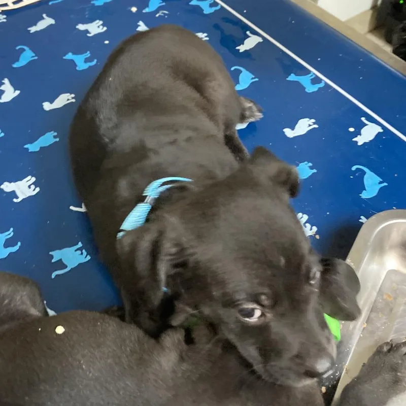 A baby small-sized female Black Pit Bull Terrier dog named Queen for adoption in Galveston, TX