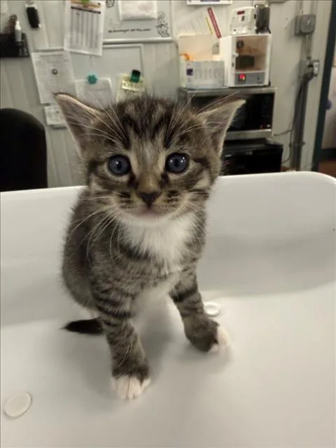 A baby small-sized male Brown / Chocolate Domestic Short Hair cat named Yellow for adoption in Woodland, CA