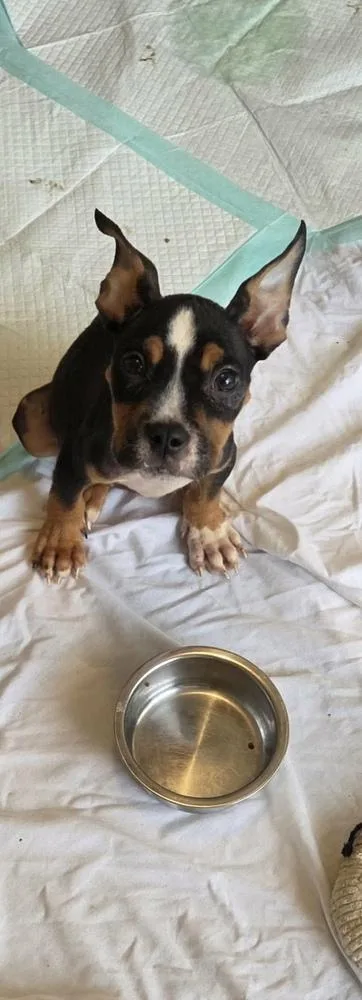 A baby small-sized male Boxer dog named Bryant for adoption in Milton, FL
