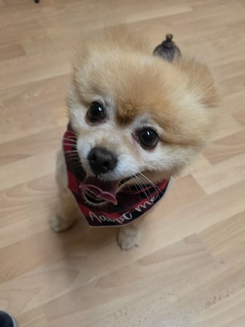 An adult small-sized male Pomeranian dog named Teddy Bear for adoption in San Jose, CA