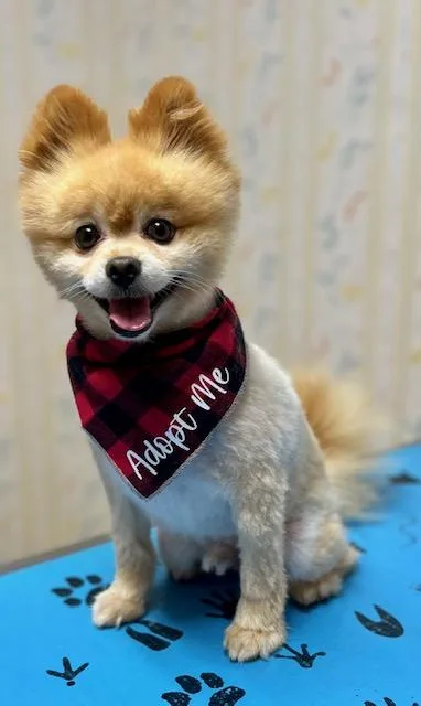 Teddy Bear thumbnail 3