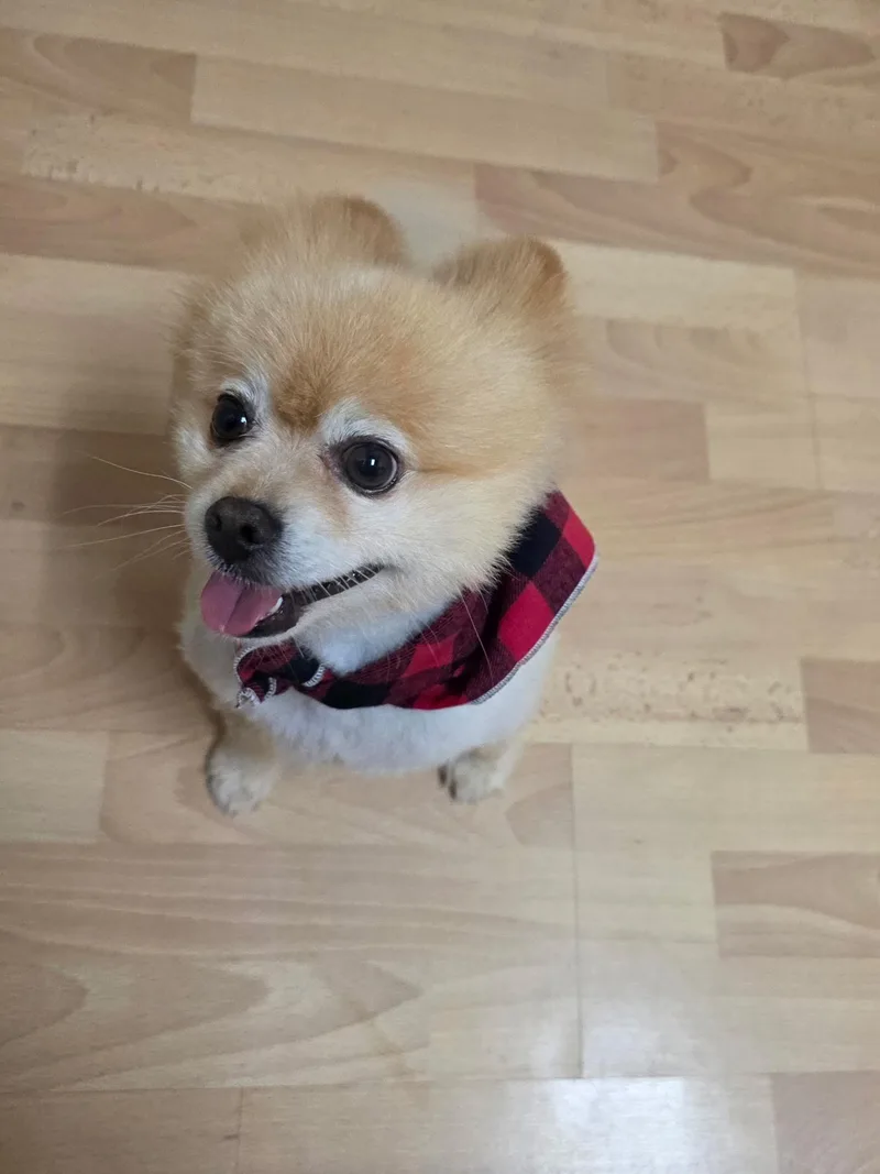 Teddy Bear thumbnail 4