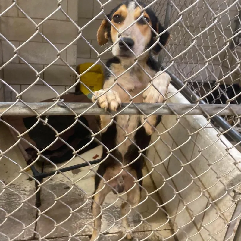 A young medium-sized male Black Mixed Breed dog named Rasmodeus Stray Hold for adoption in Huntington, WV