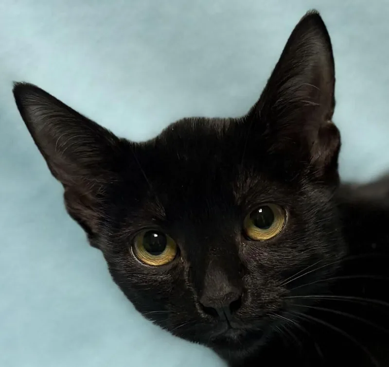 A baby small-sized female Domestic Short Hair cat named Graphite for adoption in Jackson, MI