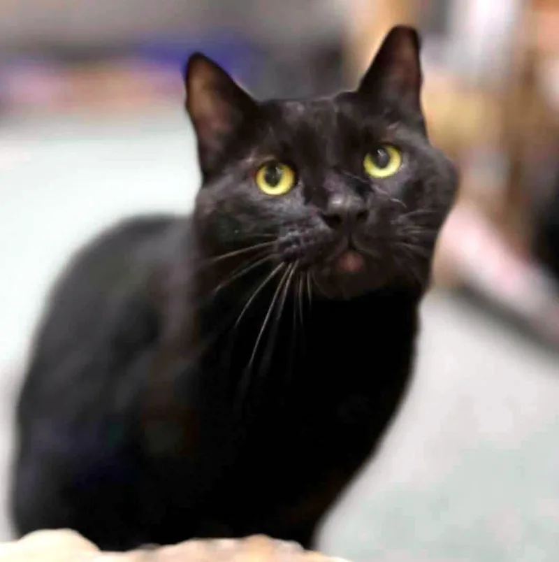 An adult large-sized male Domestic Short Hair cat named Odin for adoption in Pittsburgh, PA