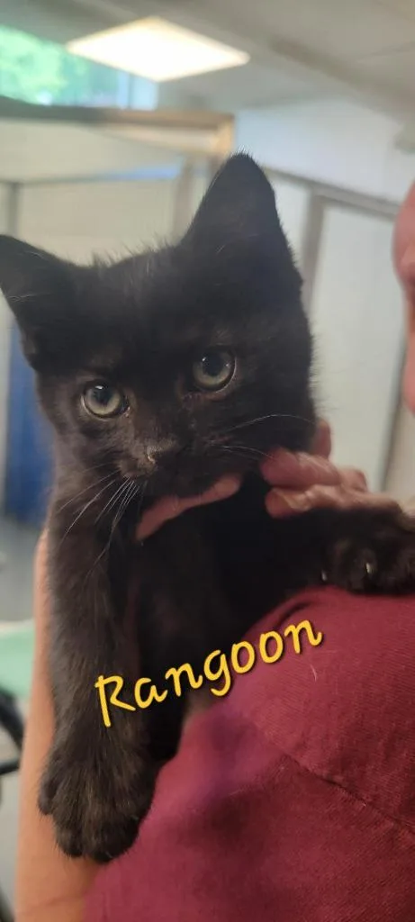 A baby small-sized female Domestic Short Hair cat named Rangoon for adoption in New Kensington, PA