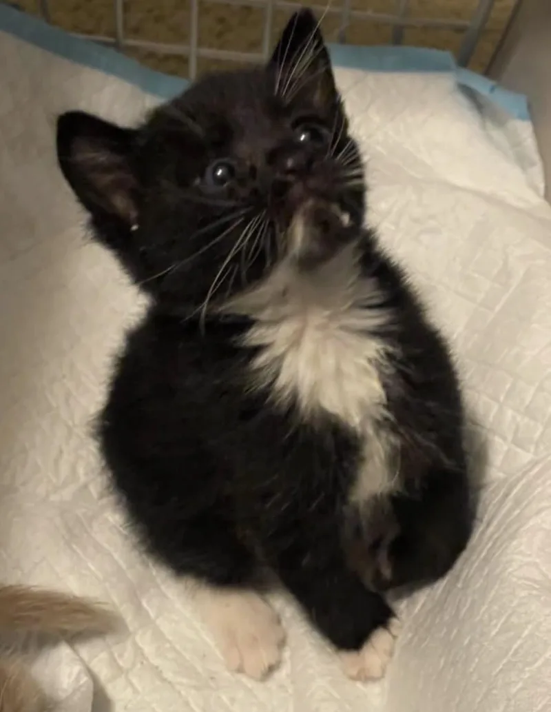 A baby medium-sized female Black & White / Tuxedo Tuxedo cat named Hope for adoption in Huntington Beach, CA