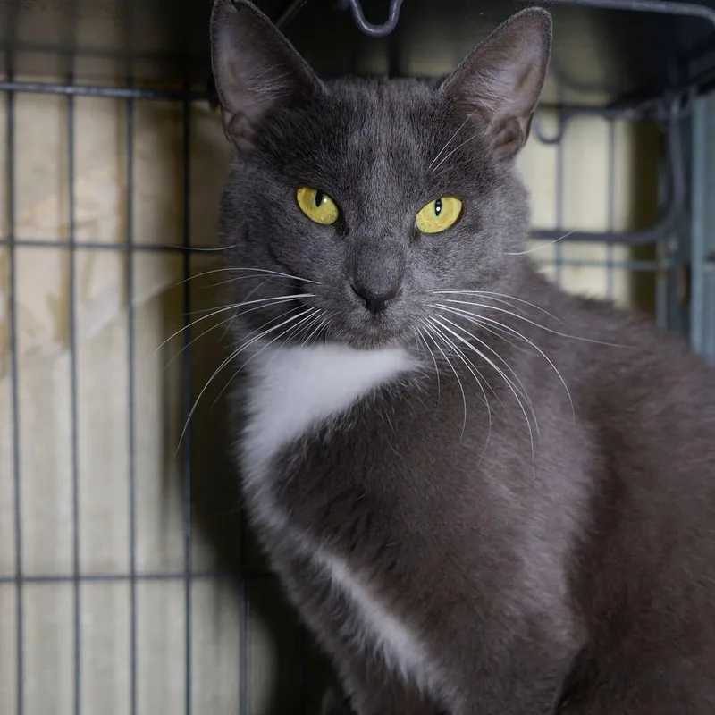 An adult small-sized female Gray / Blue / Silver Domestic Short Hair cat named Megan for adoption in Point Richmond, CA