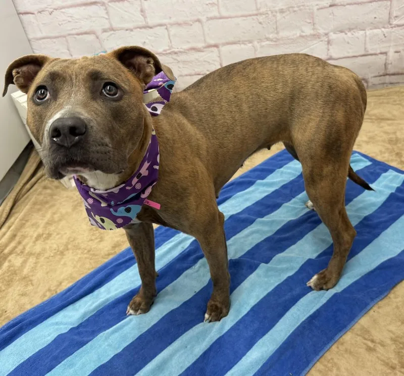 A young medium-sized female Mixed Breed dog named Sun Hat for adoption in Detroit, MI