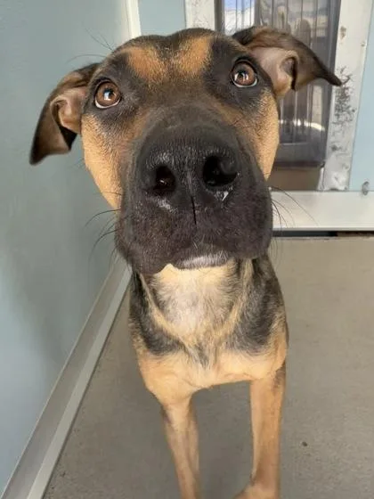 An adult large-sized female Shepherd dog named Minnie for adoption in Fresno, CA