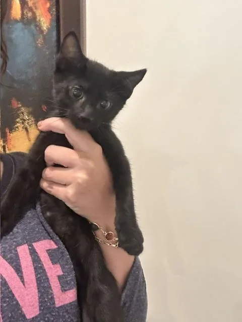 A baby small-sized male Domestic Short Hair cat named Hershey Kiss for adoption in Dallas, TX