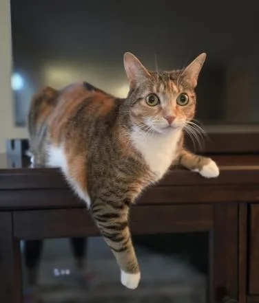 An adult medium-sized female Calico cat named KikiDee for adoption in oceanside, CA