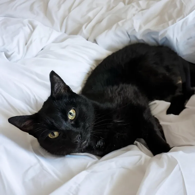 An adult medium-sized male Black Domestic Short Hair cat named Arte for adoption in Long Beach, CA