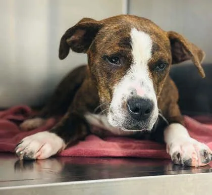 A baby medium-sized female Mixed Breed dog named Willow for adoption in West Chester, PA