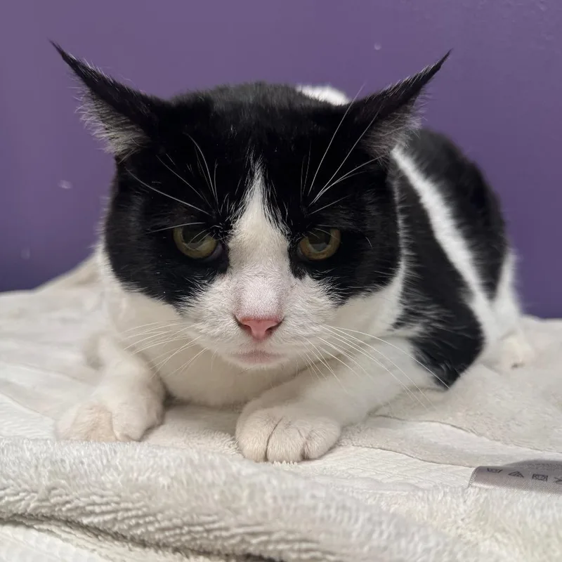An adult extra large-sized female Black Domestic Short Hair cat named Aurora for adoption in Englewood, FL