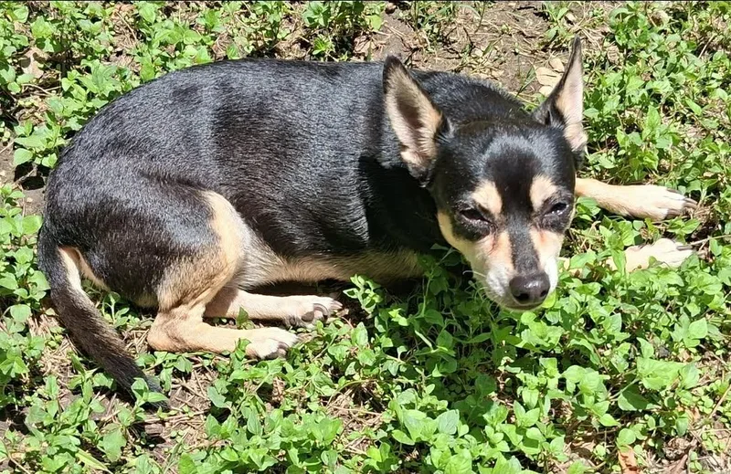 Chula thumbnail 2