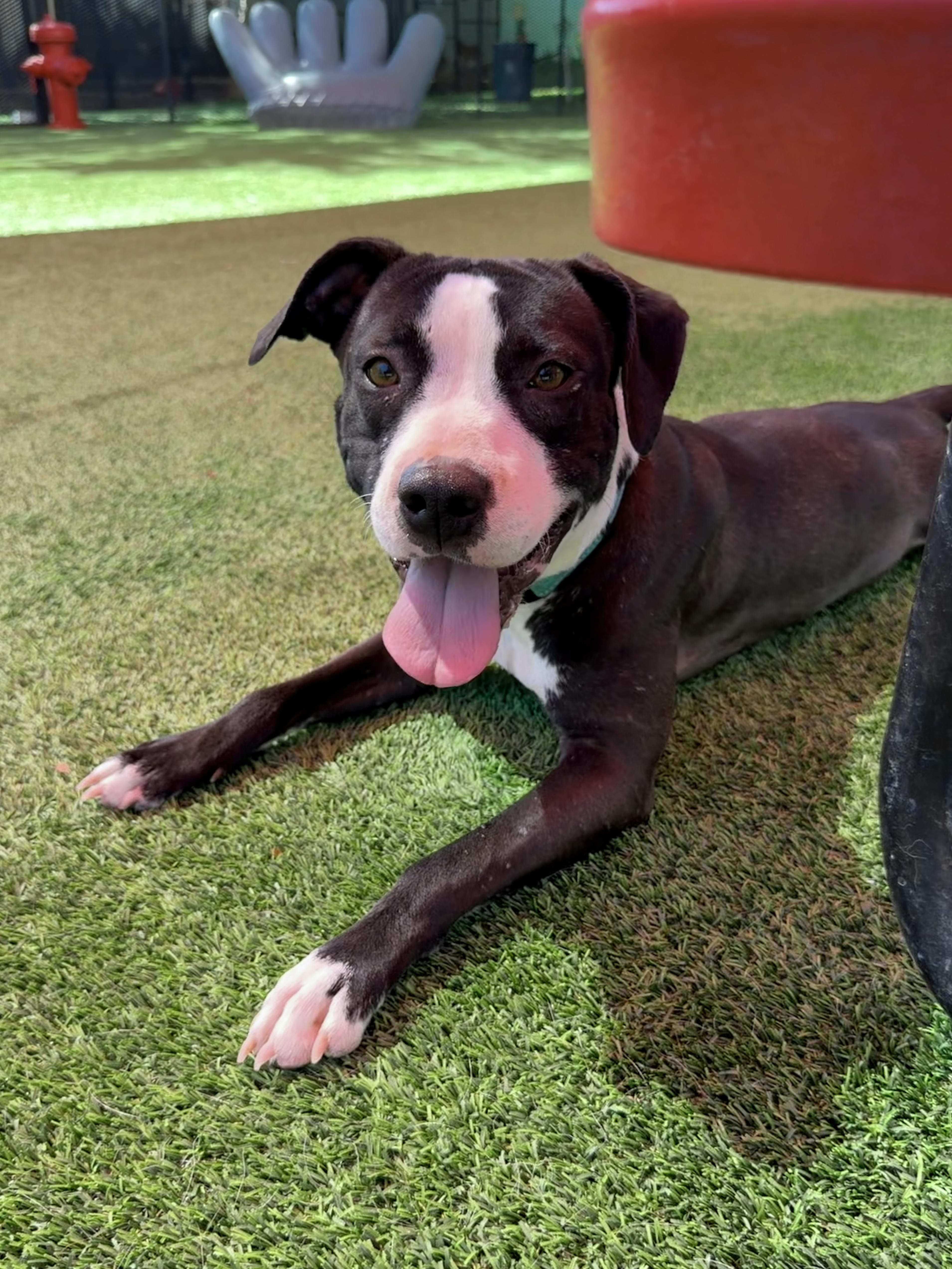 An adult medium-sized female Black American Staffordshire Terrier dog named Gracie for adoption in Glendale, AZ